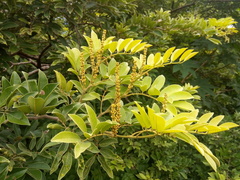 Lonchocarpus pluvialis