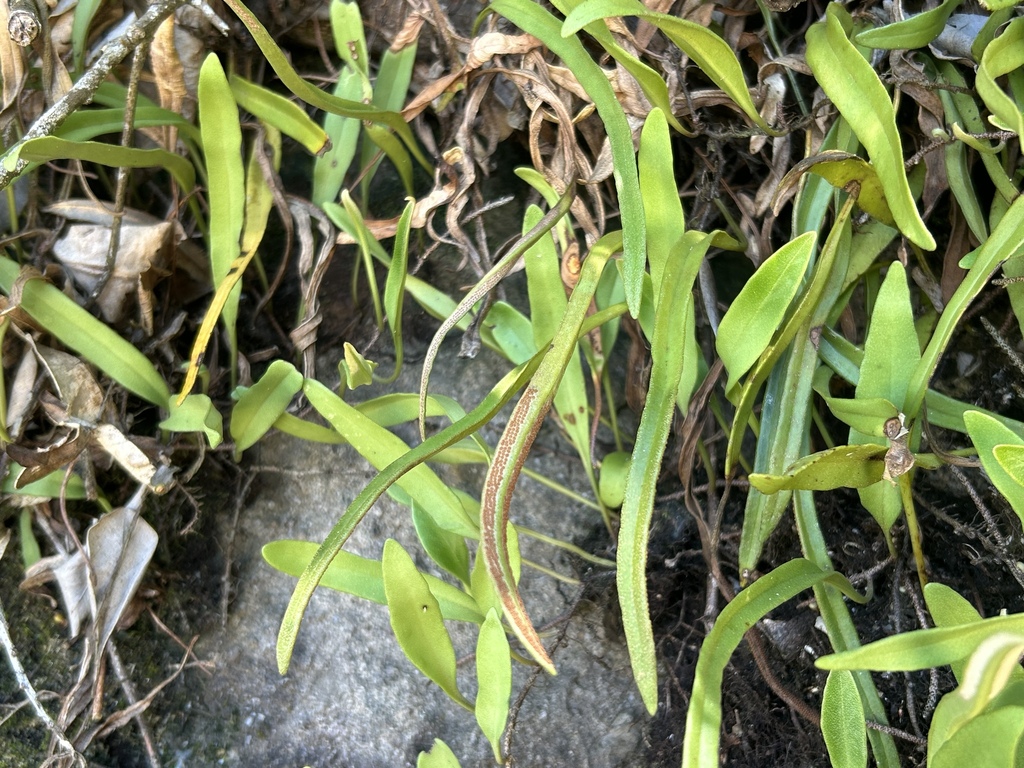 Pyrrosia lanceolata (Pyrrosia lanceolata)