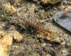 Schistura notostigma