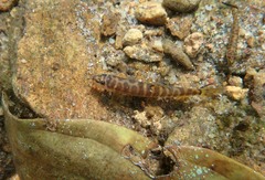 Schistura notostigma