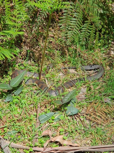 Tiger Snake sighting