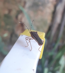 Anasa varicornis