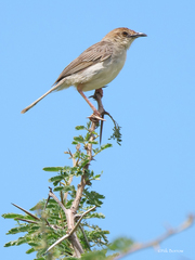 Cisticola bodessa