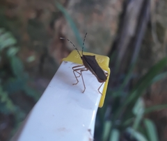 Anasa varicornis