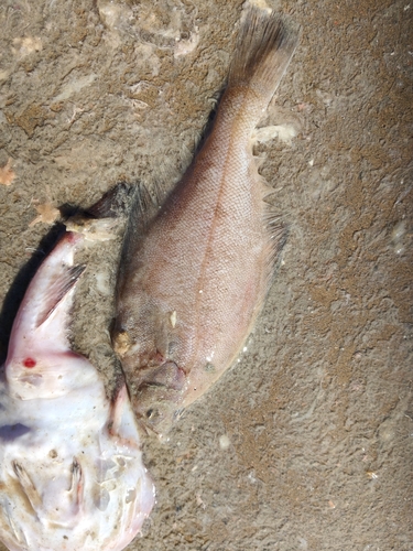 Sohachi-bot (Cleisthenes herzensteini) — Pleuronectidae — 4