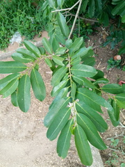 Annona montana
