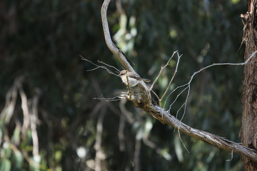 Dusky Robin (Melanodryas vittata), photo 9
