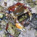 Agulhas River Crab - Photo (c) Tony Rebelo, some rights reserved (CC BY-SA), uploaded by Tony Rebelo
