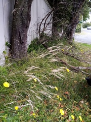 Rytidosperma unarede