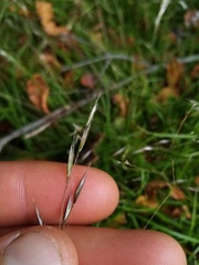 Rytidosperma unarede