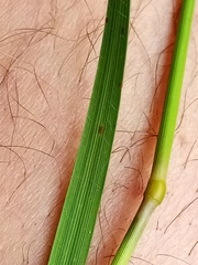 Rytidosperma unarede