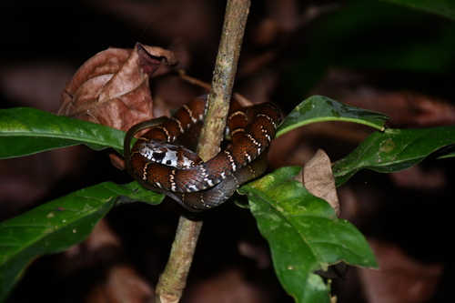 Northern Woodland Racer