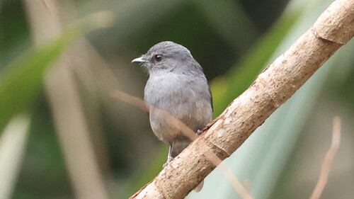 Dusky-blue Flycatcher