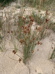 Androtrichum trigynum