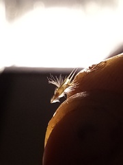 Rytidosperma unarede