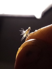 Rytidosperma unarede