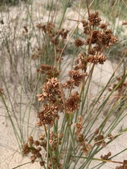 Androtrichum trigynum