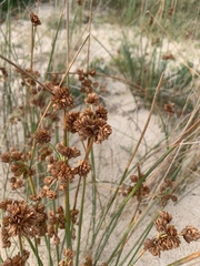 Androtrichum trigynum