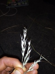 Rytidosperma unarede