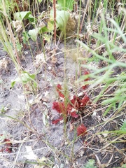 Rumex marschallianus