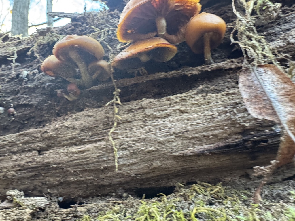 Galerina marginata · November 2025 · photo: © gwt2102 (iNaturalist, cc-by-nc)