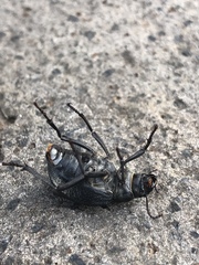 Pimelia radula oromii