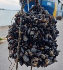 Northern Bay Mussel