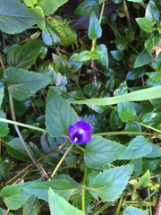 Torenia asiatica