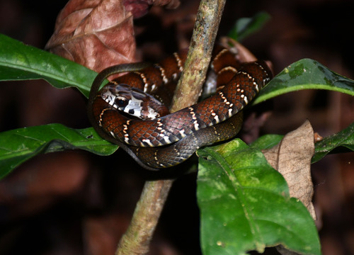 Northern Woodland Racer