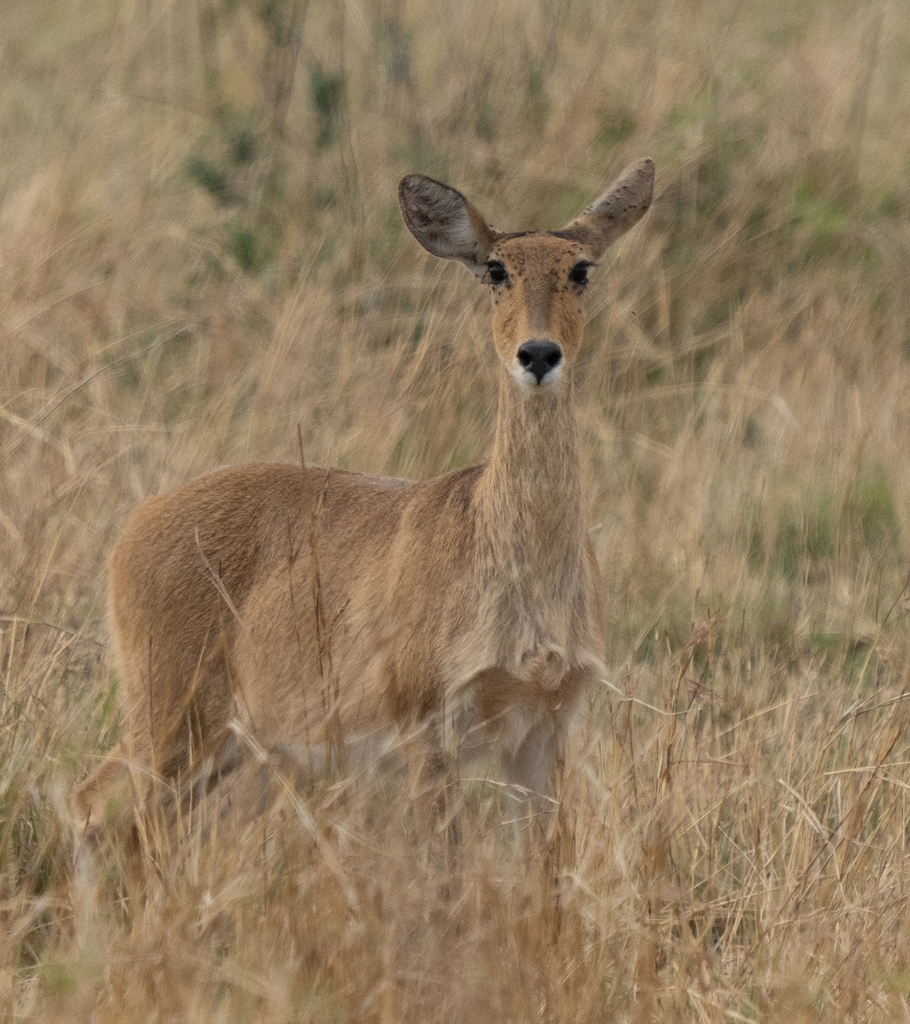Redunca redunca wardi, Serengeti, Tanzania, by tobin_sparling