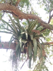 Aechmea kuntzeana