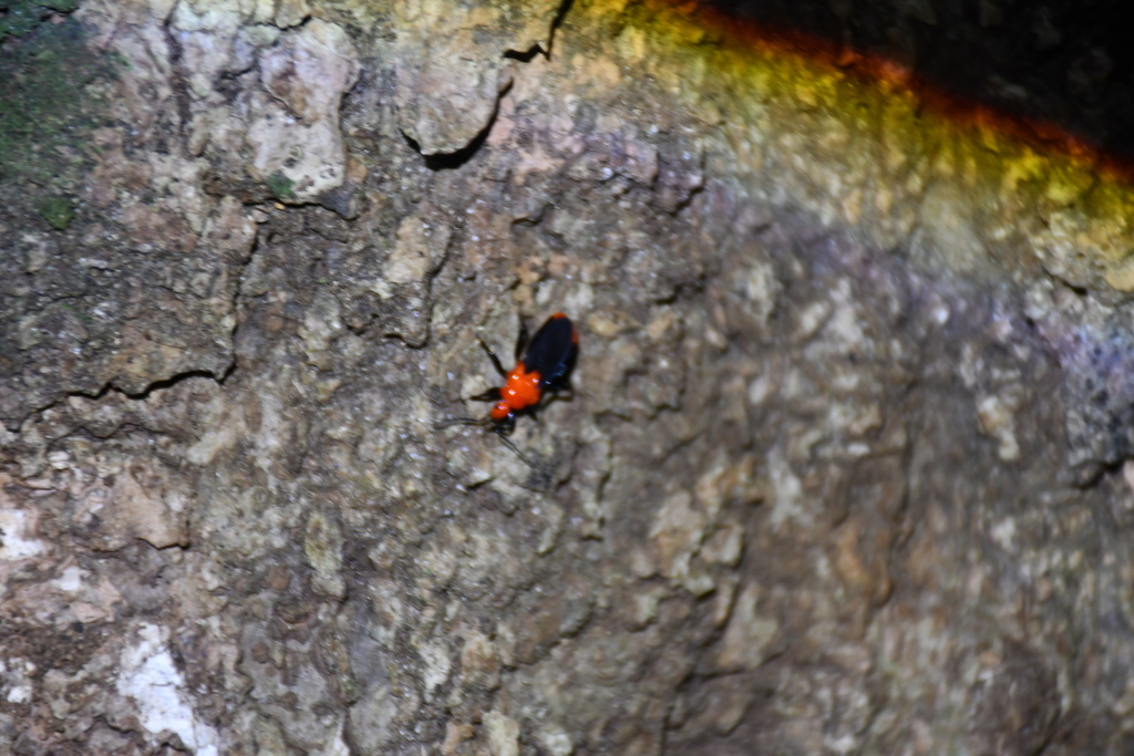 Zirta hirticornis