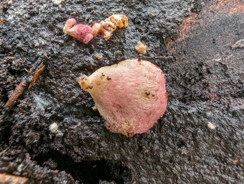 Crepidotus boninensis