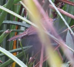 Thamnophilus ruficapillus