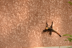 Agama