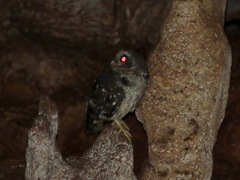 Margarobyas lawrencii