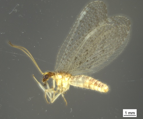 Hemerobius simulans