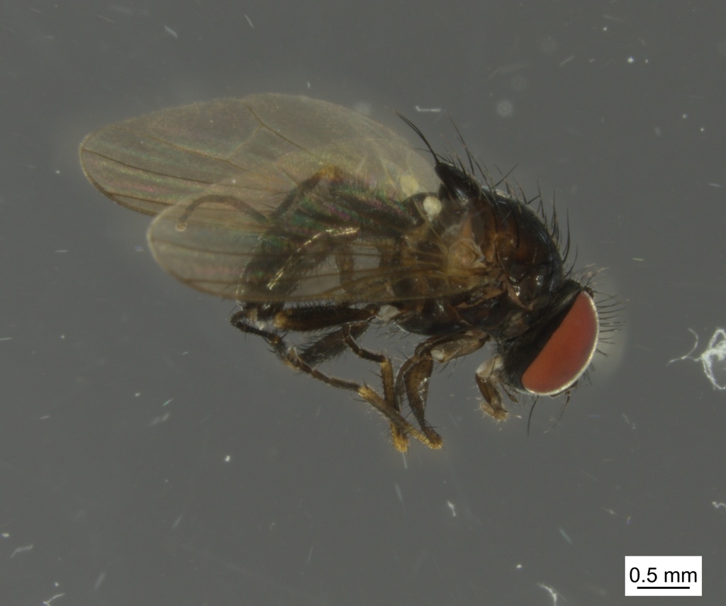 Fannia genualis
