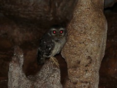 Margarobyas lawrencii