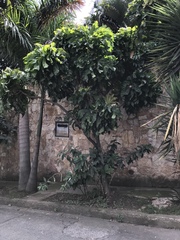 Gustavia superba