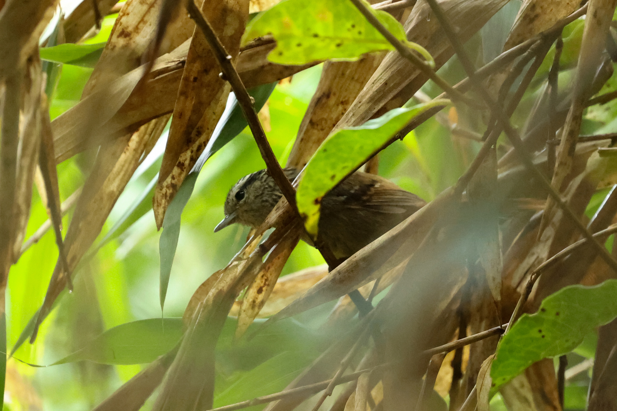 Rufous-tailed Antbird illustration