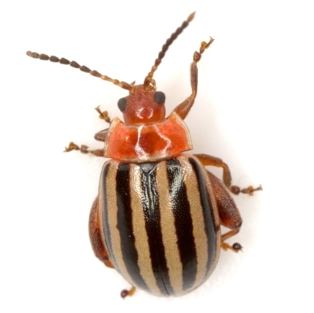 Eastern Five-striped Kuschelina