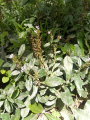 Pseudelephantopus spiralis
