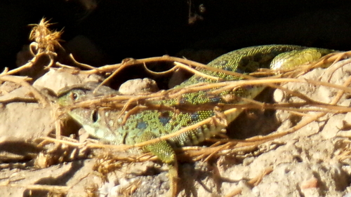 Avistamiento Lagarto ocelado (fardacho)