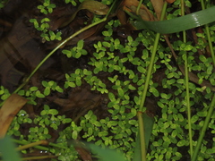 Spirodela punctata, photograph chiuluan, CC BY, iNaturalist via GBIF