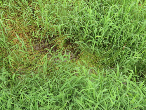 Spirodela punctata, photograph 2