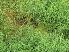 Spirodela punctata, photograph chiuluan, CC BY, iNaturalist via GBIF