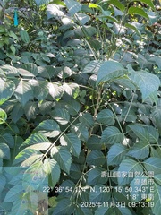 Brucea javanica, photograph (c) 謝麗霦, some rights reserved (CC BY)
