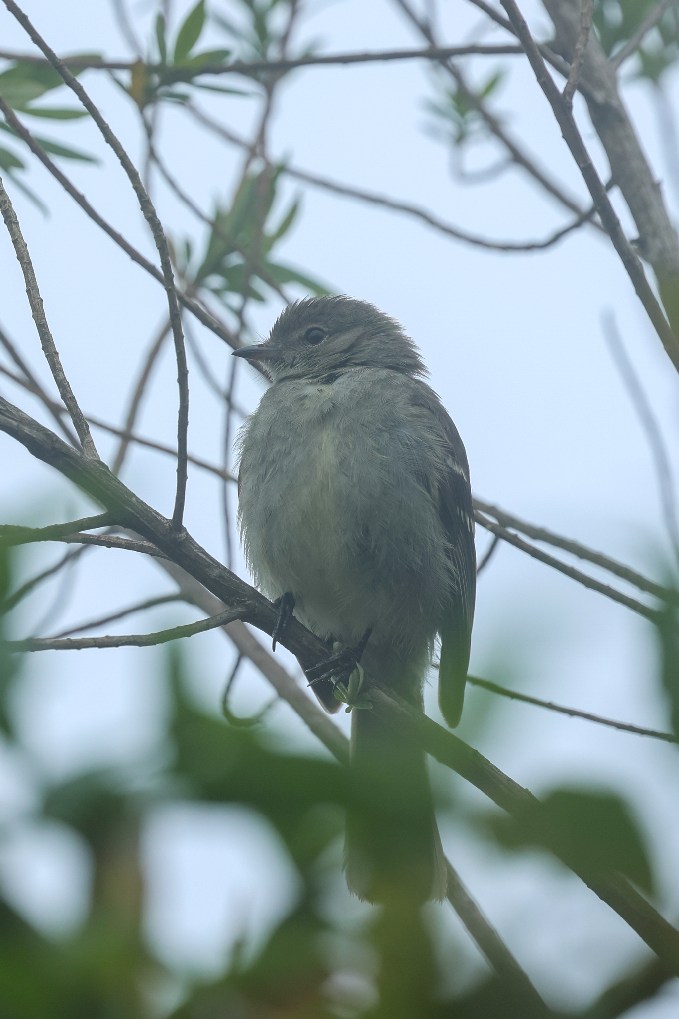 Small-headed Elaenia (Elaenia sordida), photo 6