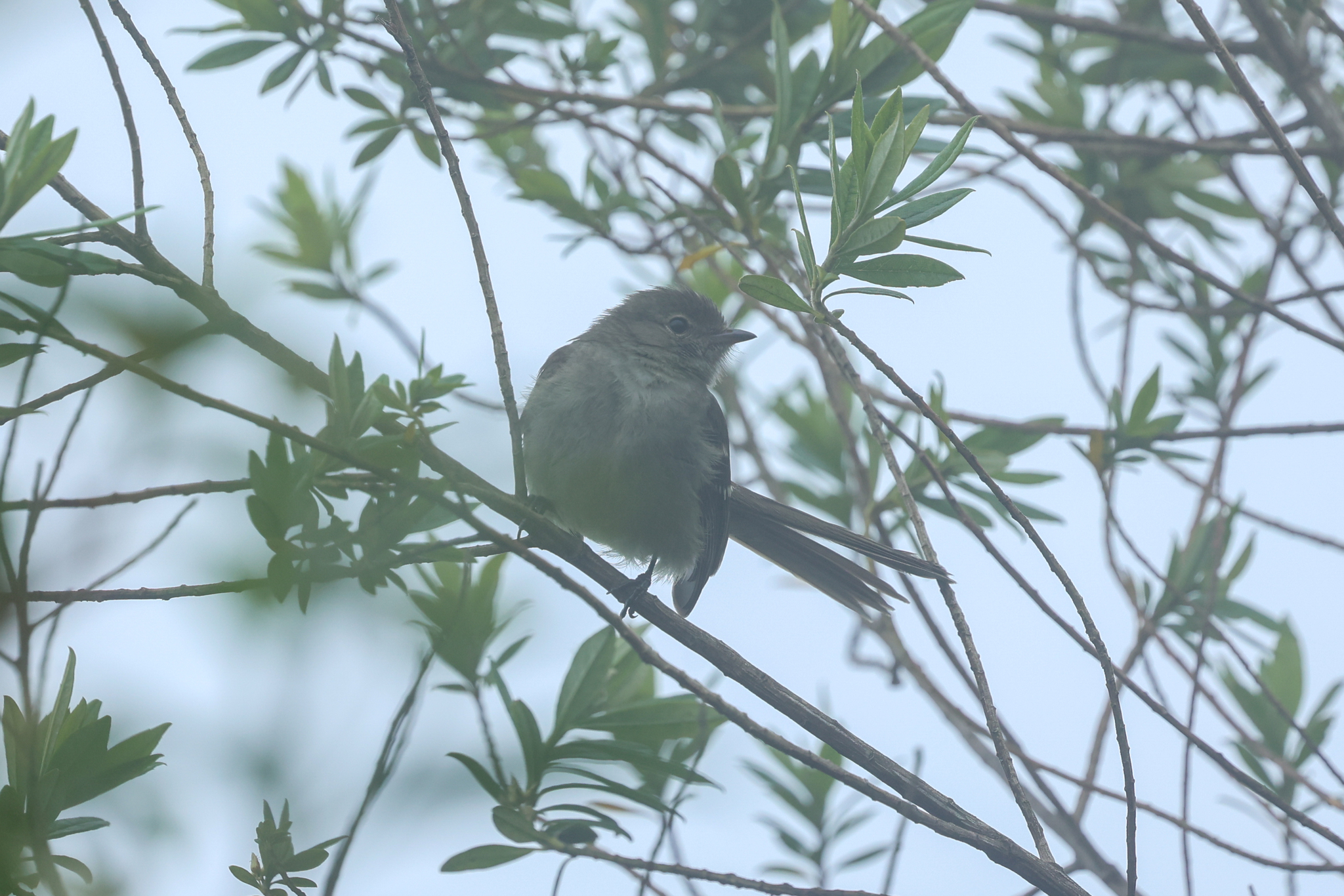Small-headed Elaenia (Elaenia sordida), photo 7
